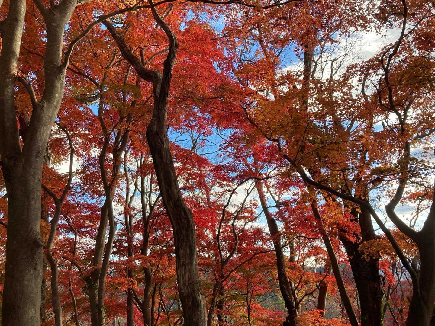 月居山 周回コースの写真