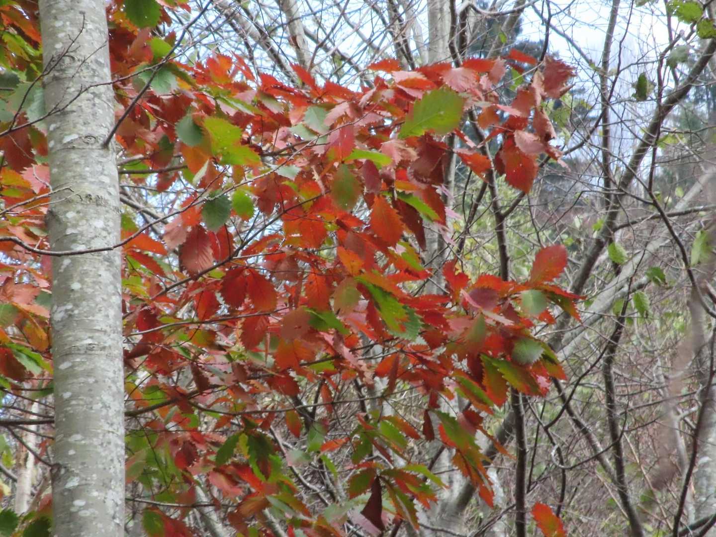 🍁