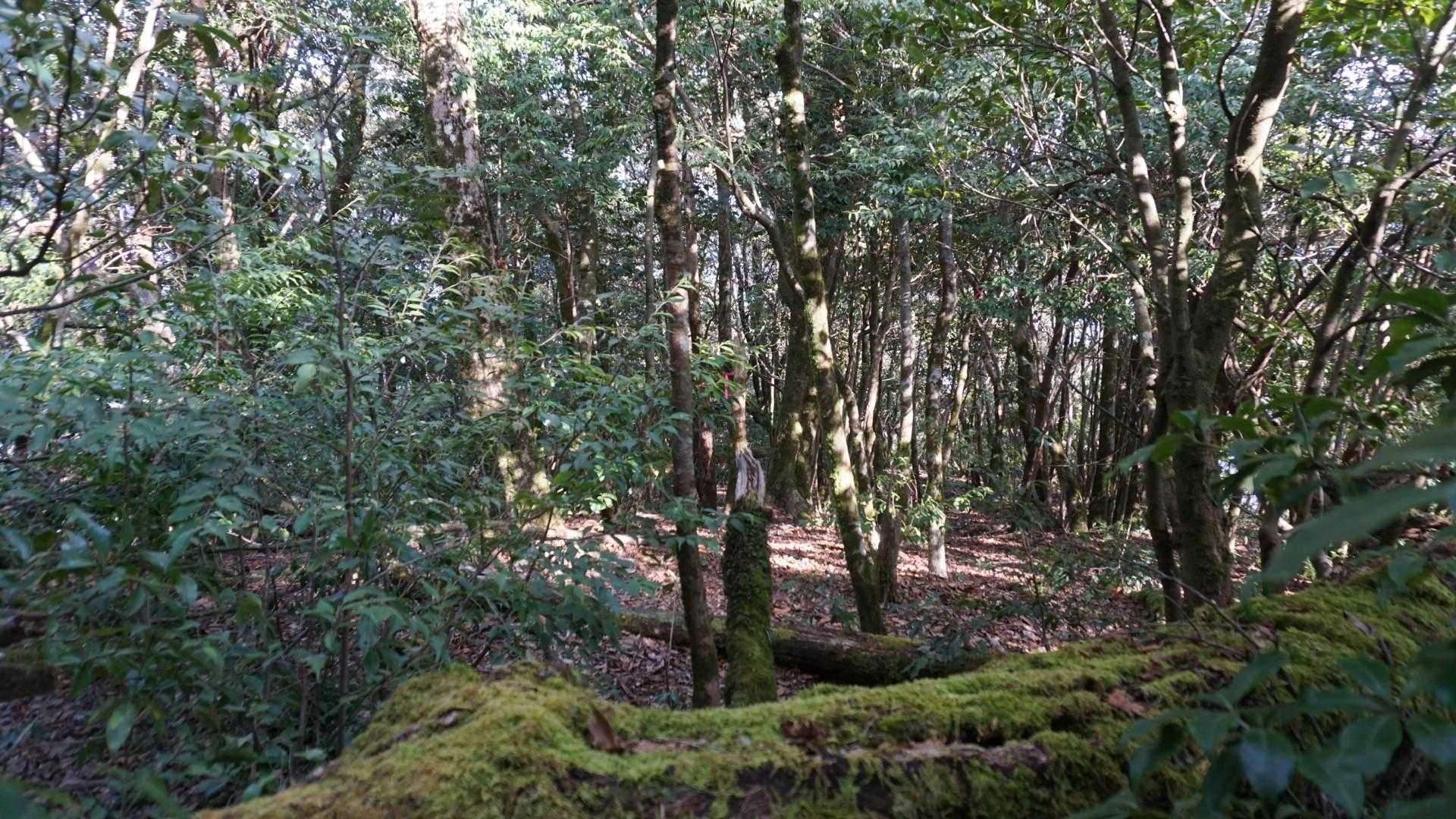 ぼちぼち下山します