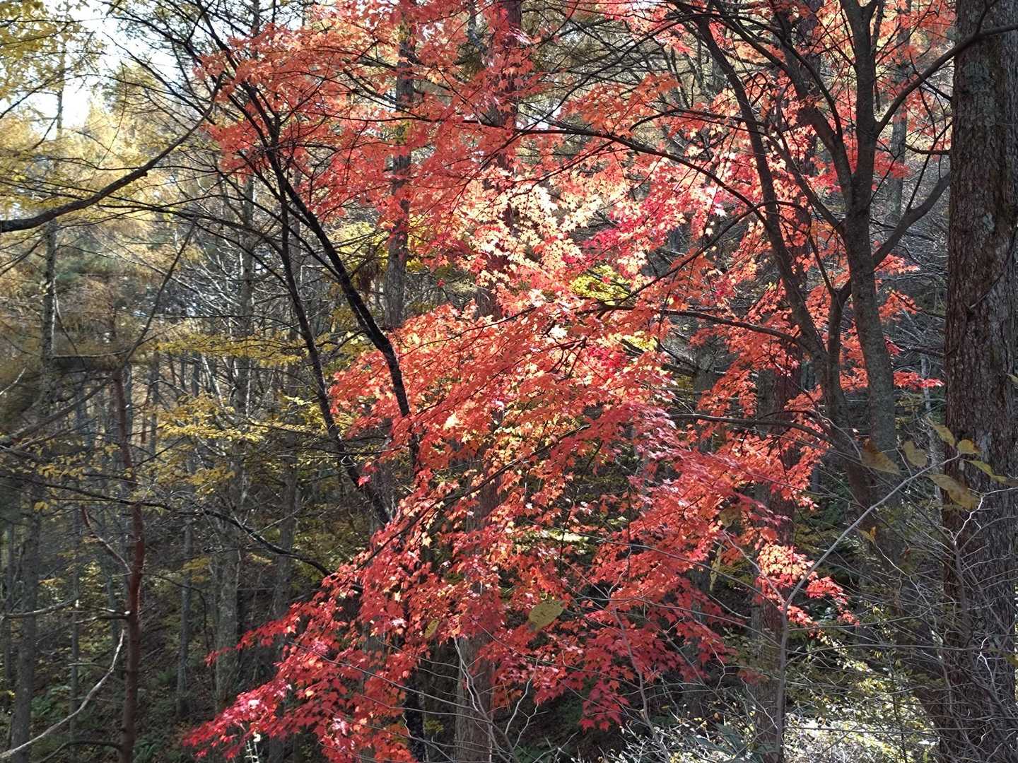 🍁✨🍁✨