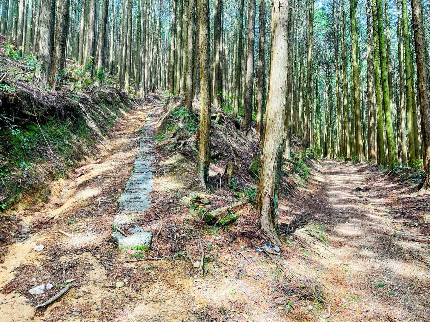 分岐
右側の道に東海自然歩道の道標が…。
でもYAMAPの自分のマークの向きを見ると進むべき赤線のルートは左になってる🤔
｢うんうん、きっと左だ｣｢それっぽいもんね｣
だいぶ歩いてふとYAMAPを確認すると…ズレてるやん！😱
またGPSの誤差にやられてしまった😮‍💨
…というか前にも同じようなことがあってこりてるはずなのに学習しない私😭
やっぱり道標って大事⚠️