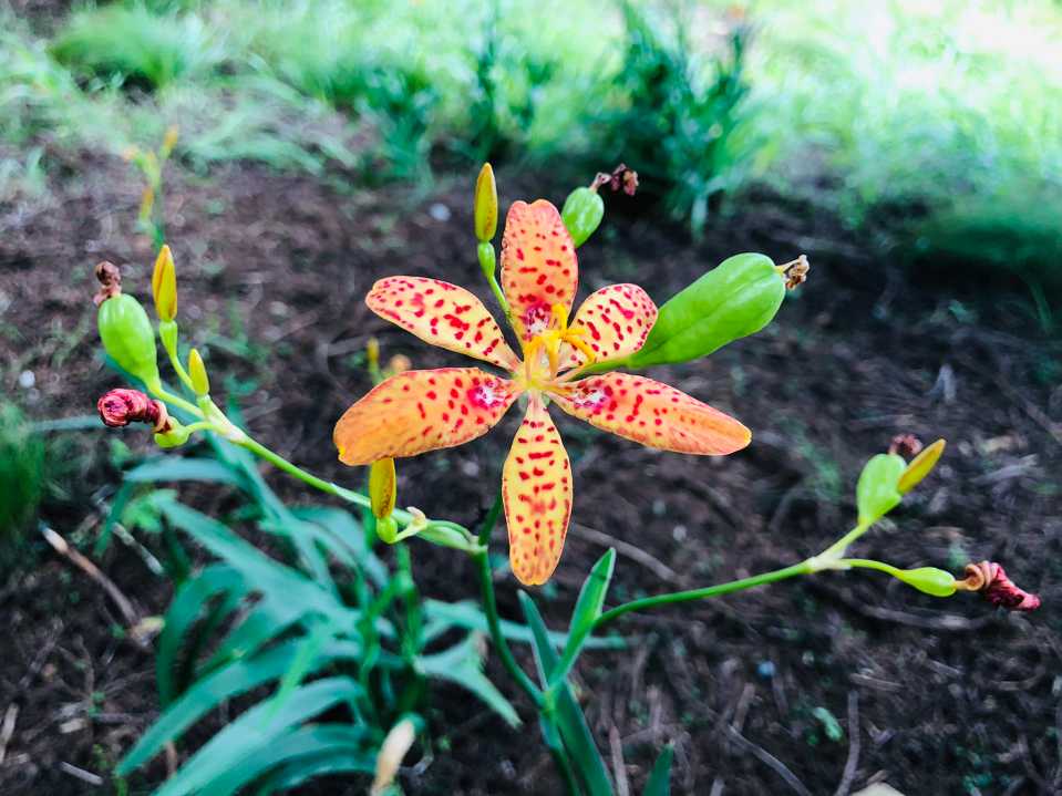 花の
お出迎え((´∀｀*))