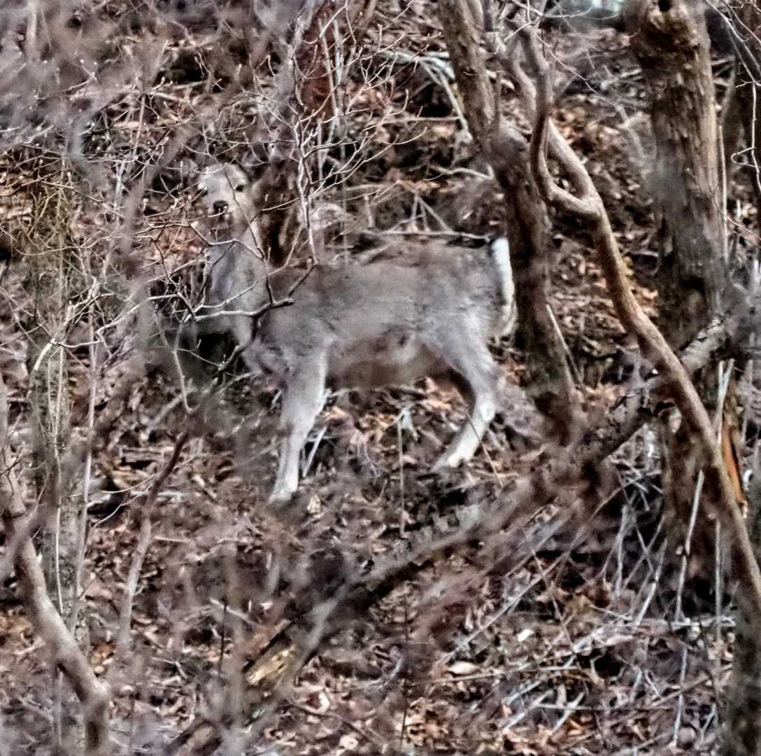 歩いてると鹿がこっち見てました(これは普通の鹿)

今日登山口行く途中カモシカ居ました。まさか道路沿いにいるとは😅

普通の鹿でも黒っぽいのはいますがお尻も違うし間違いないです。初カモシカ🦌ラッキーでした✨️