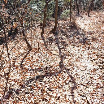 落ち葉は滑るので苦手