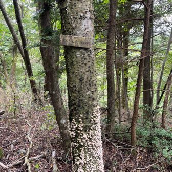 サルギ尾根の頭との標識あり。