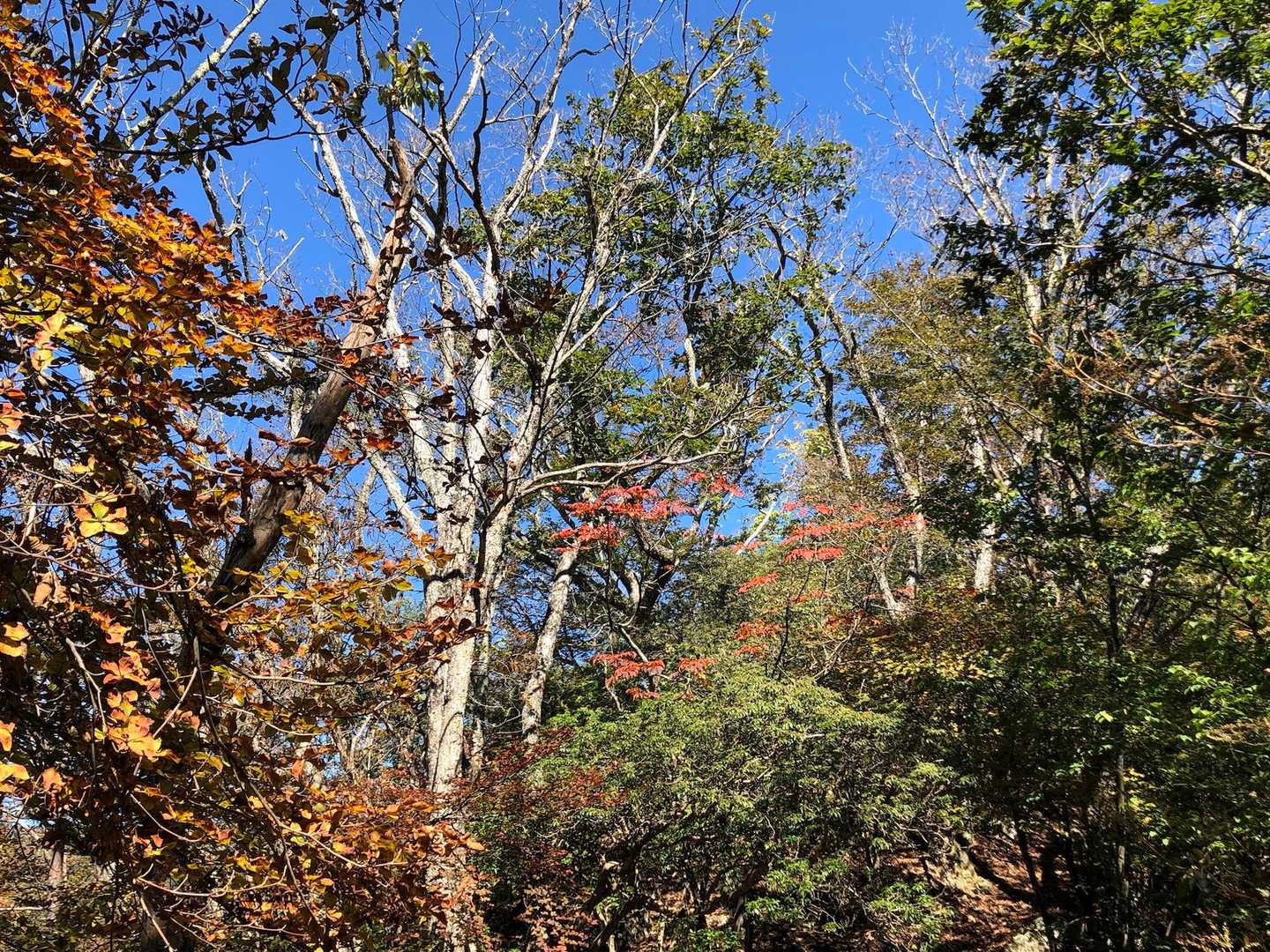 紅葉始まりかけ、いい季節がまた来るね♪