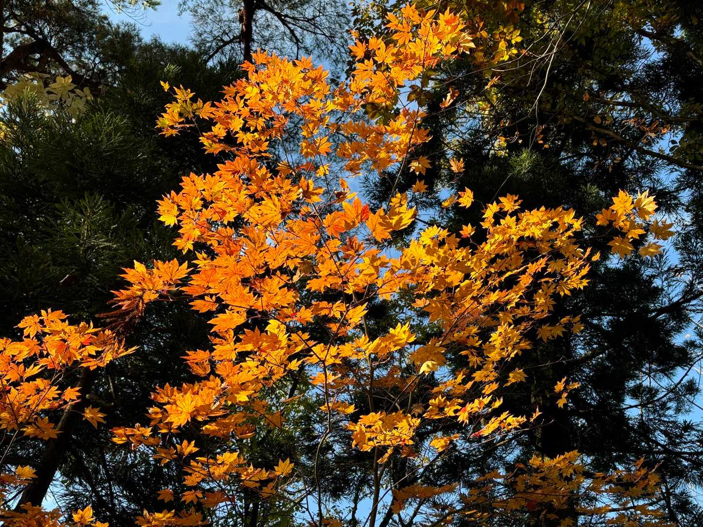光兎山（中束登山口）の写真