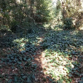 うっすら踏みあととピンテで迷うことはないです