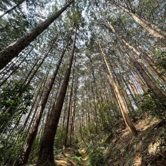 気持ちいい登山道。
