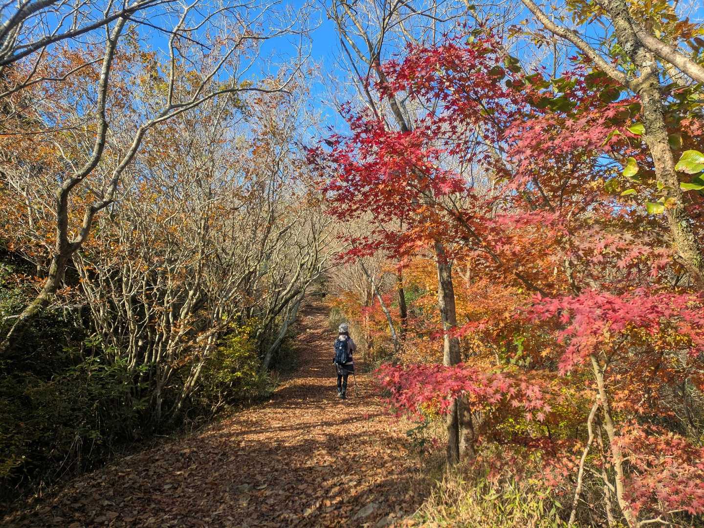 東鳳翩山二ツ堂登山口-東鳳翩山 往復コースの写真