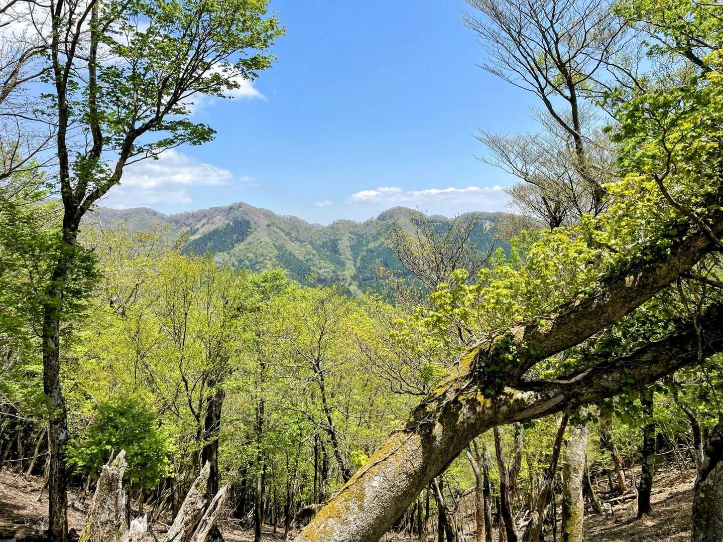 新緑と親父山への稜線
帰りも写真が撮れて本当に良かったです🥰