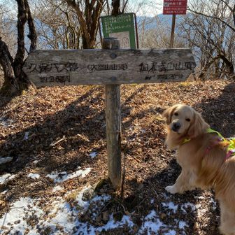 ワンちゃんがカメラ目線で映ってくれました。