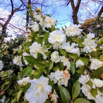 さざんかだと思うが、椿と言っている人もいる。