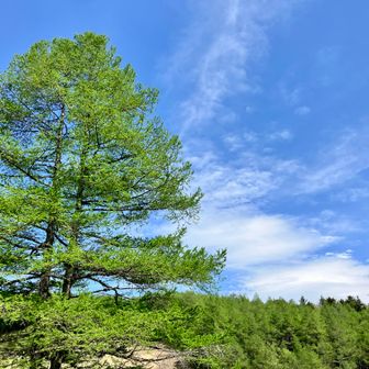 湿原のシンボルツリー。