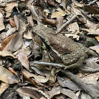 ヒキガエル？イボガエル？