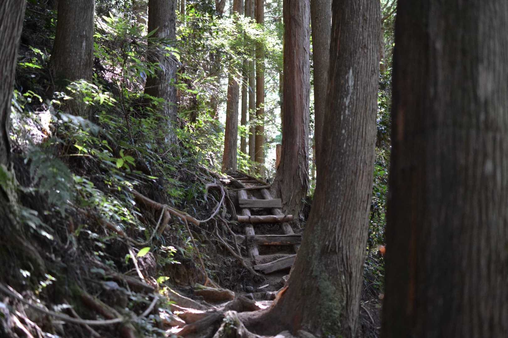寺谷コースで登ります
