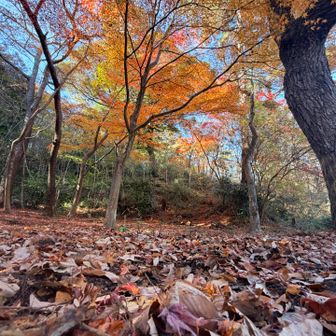 紅葉も終わりだね🍁