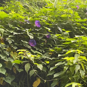 まずは矢筈岳へ⛰️
ノアサガオ？
繁殖力がすごい