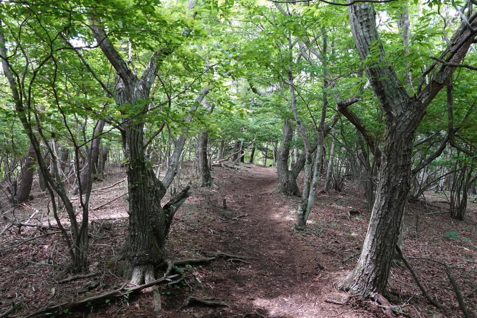 ミネ山-毛無山 周回コースの写真
