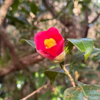 走りのお花はいいですね♪