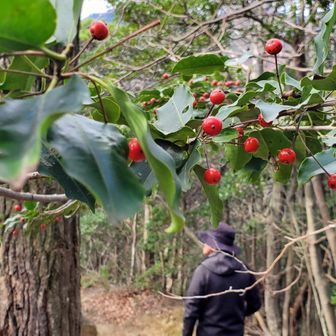 ソヨゴのトンネルをくぐって～