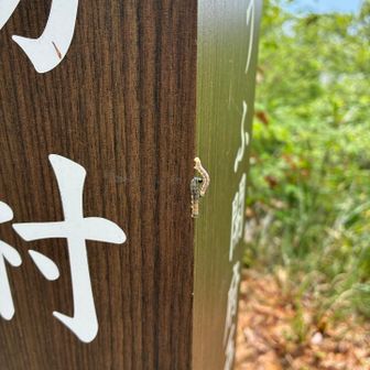 シャクトリムシたくさんいた。木からの垂れ下がりもたくさんいて、何回か直撃した。