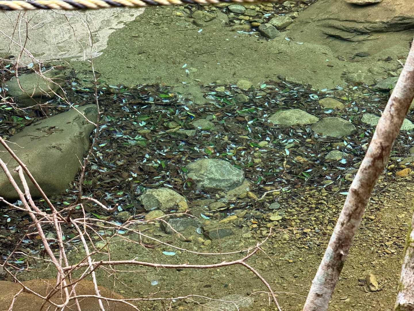 水の透明度やばー✨