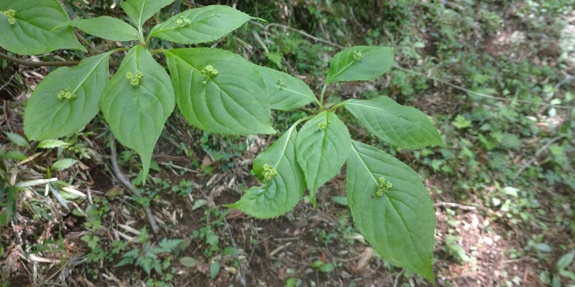 ハナイカダ。
葉の上に花がついたり実がついたりするのはこれだけなので、時期によっては誰が見てもわかる。
割と鋸歯とかにも特徴あるので時期じゃなくても見慣れればわかる。