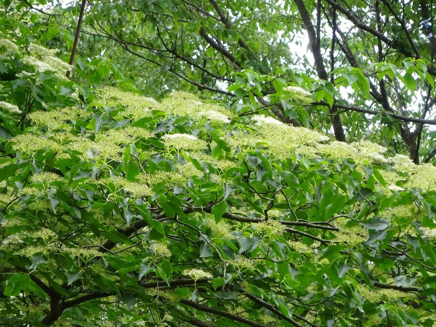 ミズキが瑞々しいです。