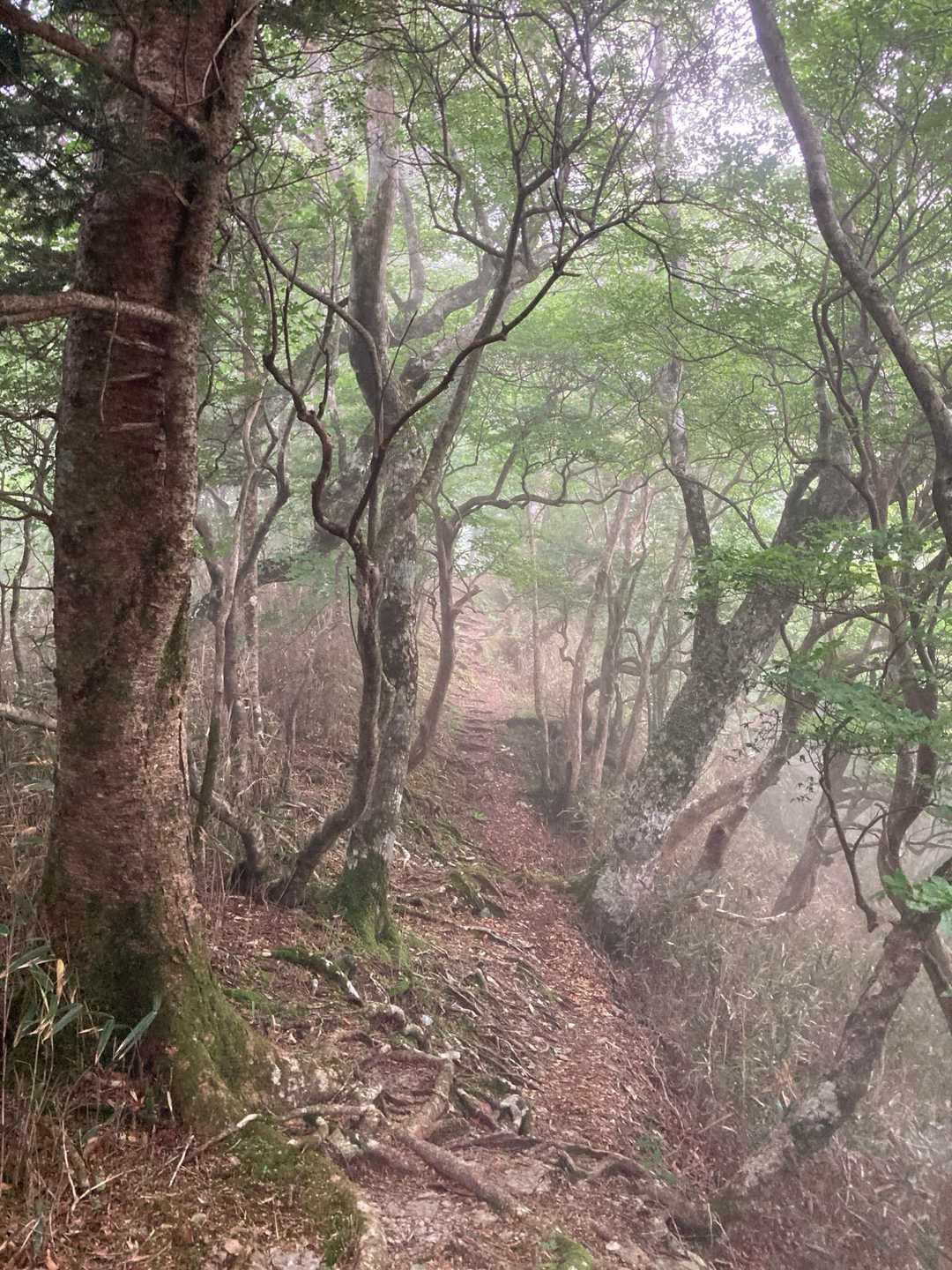 だんだんガスがかかってきました