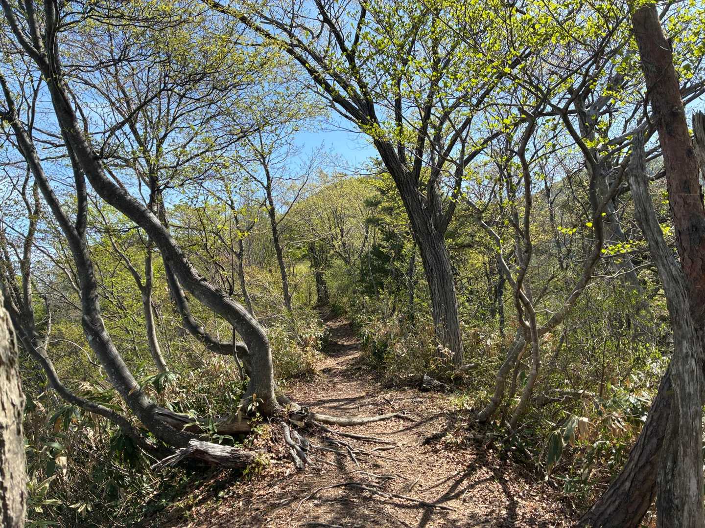 急登を登りきると新緑の稜線歩き🌿