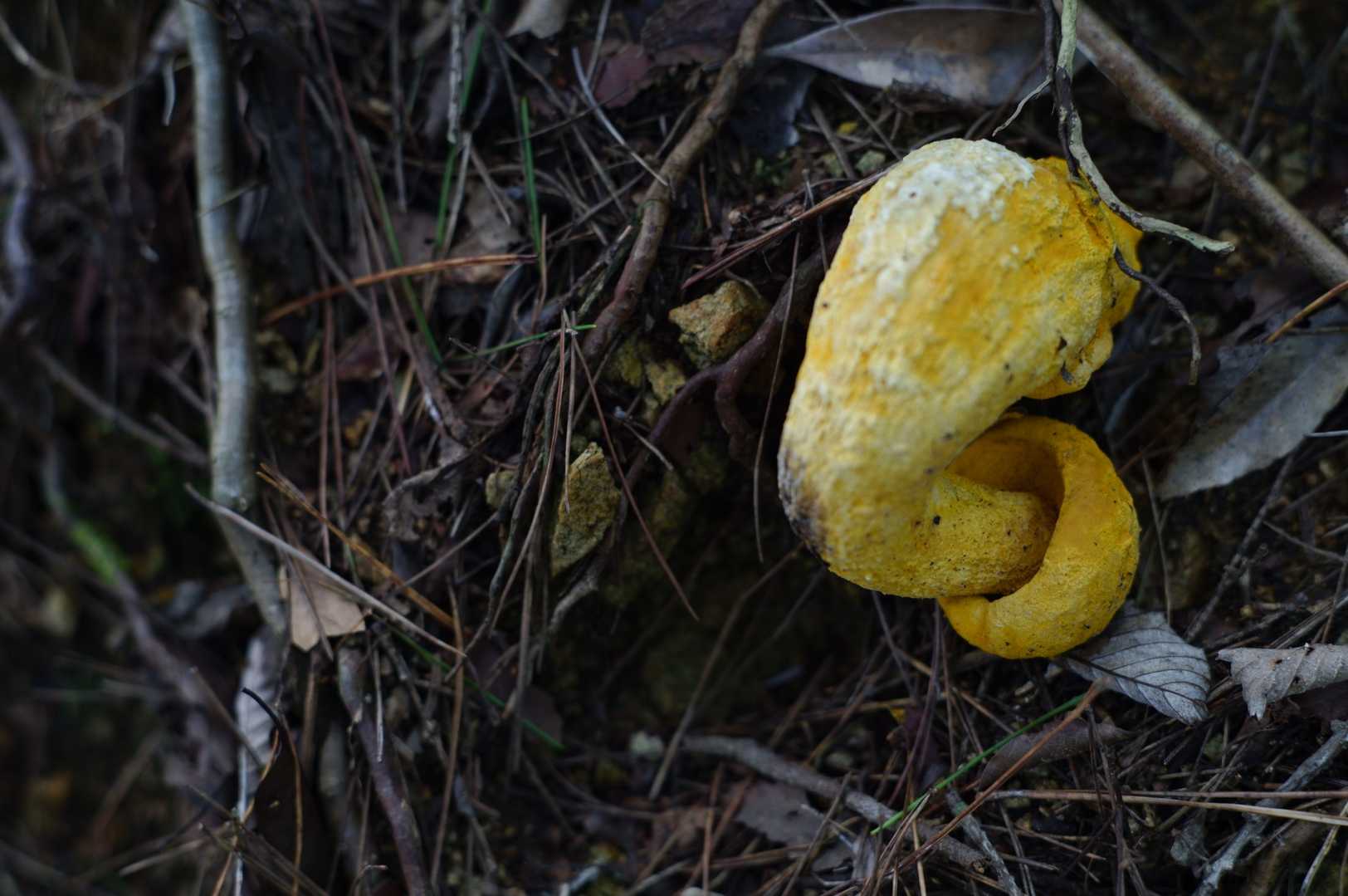 色も形も危険そう🍄