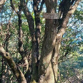 千羽富士に来た。