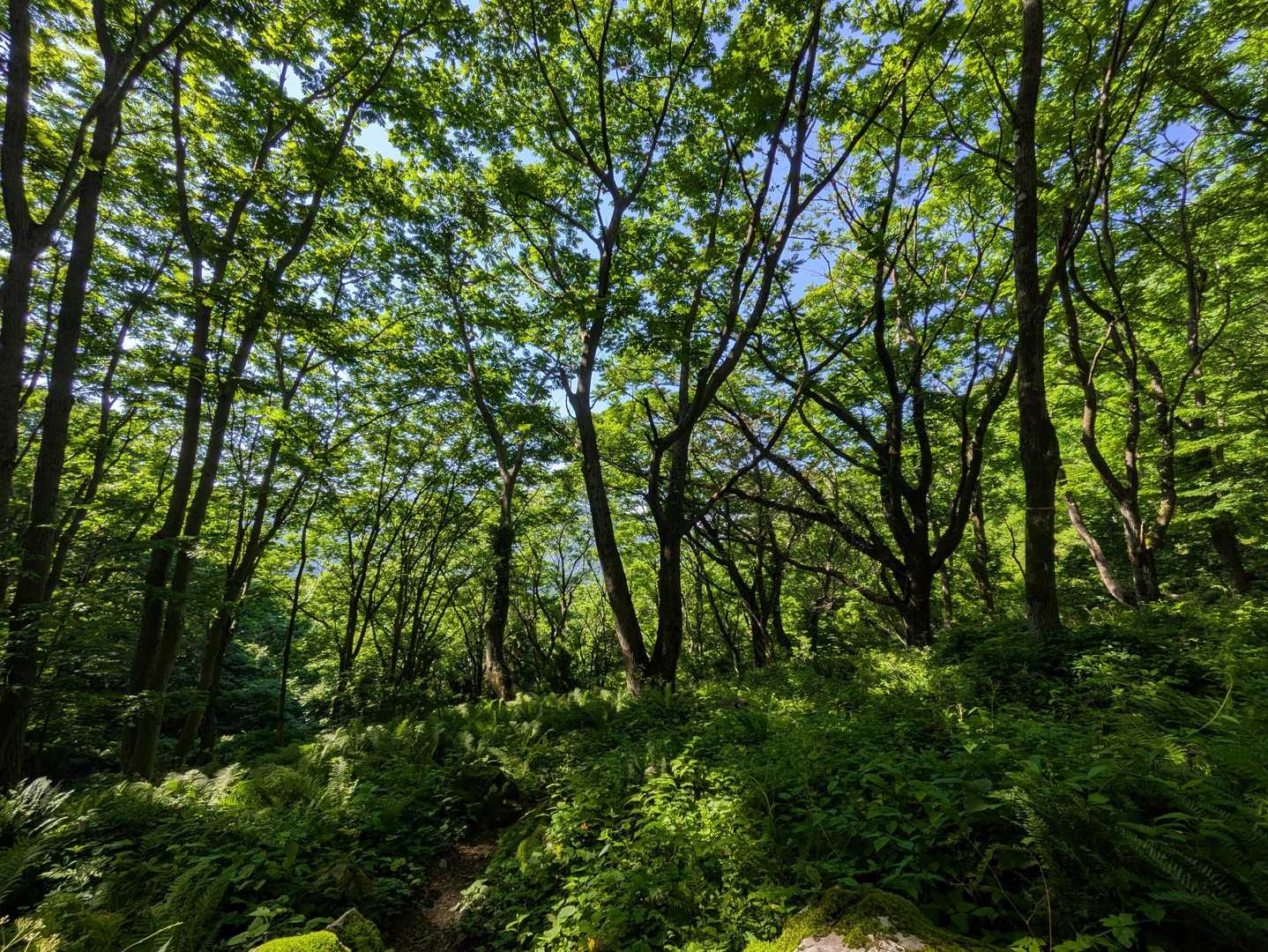 青海黒姫山（清水倉登山口 ）の写真