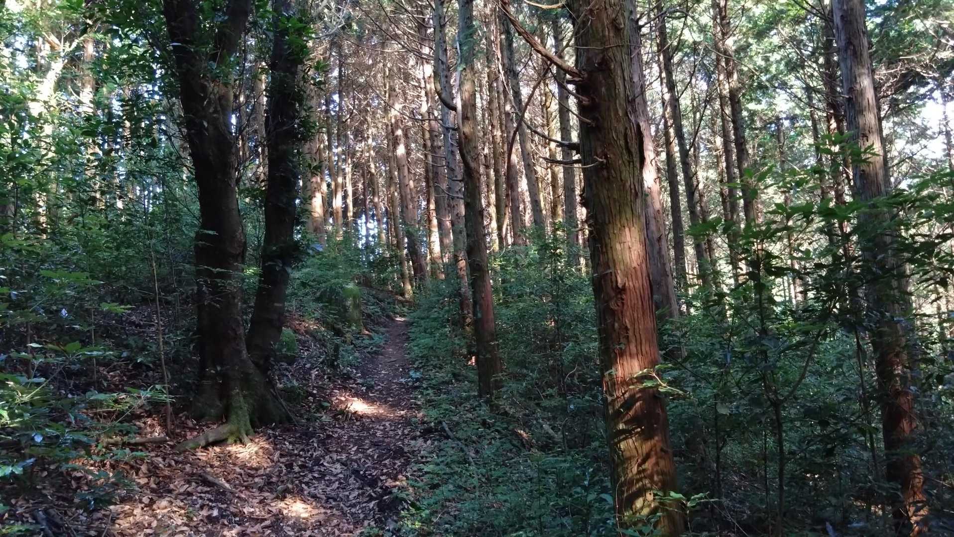植林帯になってきた