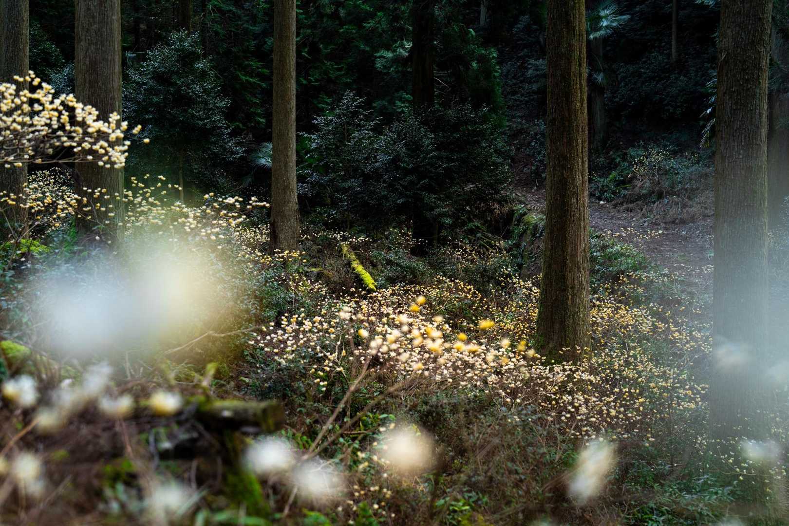 今年はなかなか花のタイミングが合わない