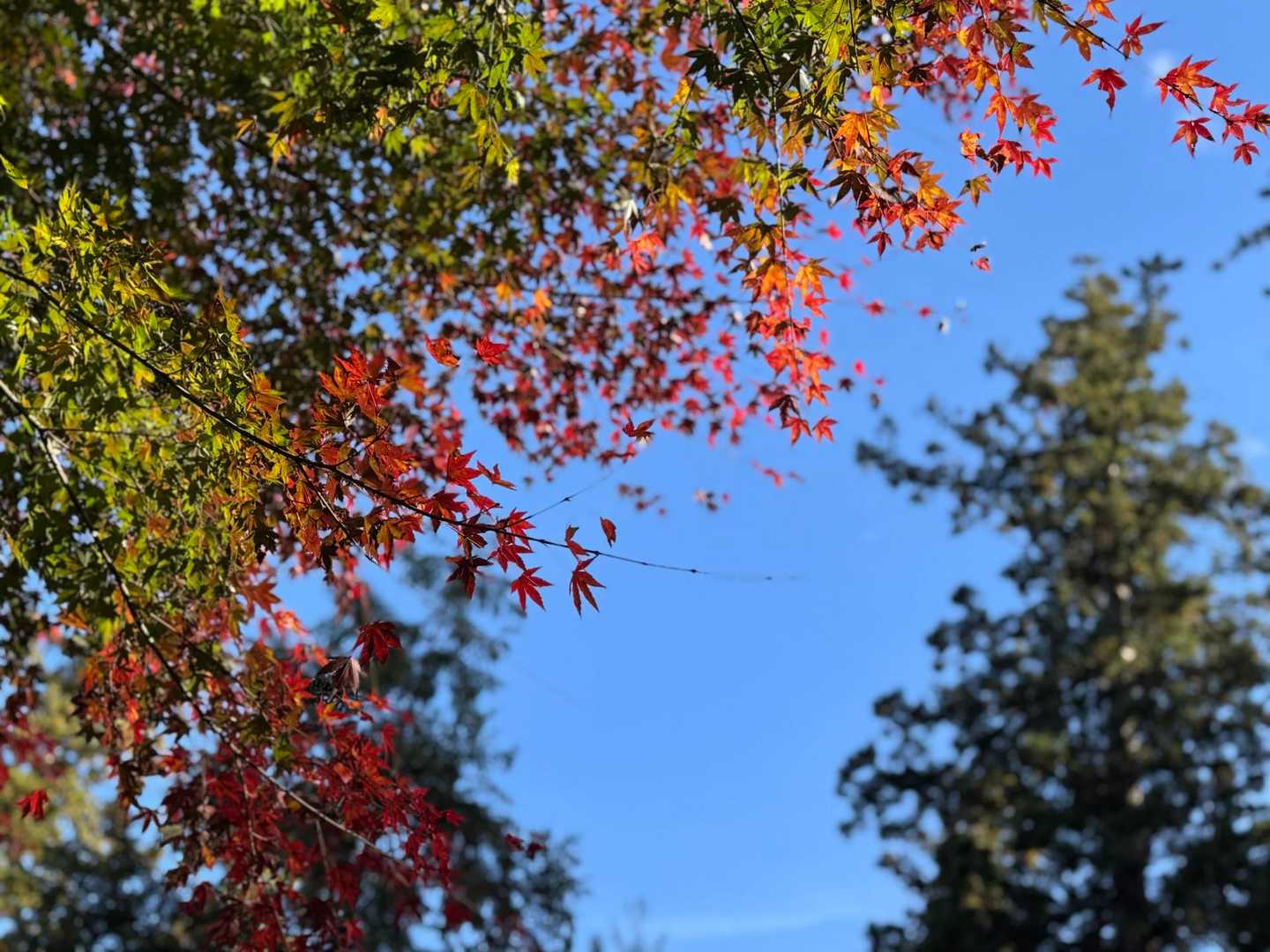 と思ったら、まだまだきれいな紅葉が青空に映えます。