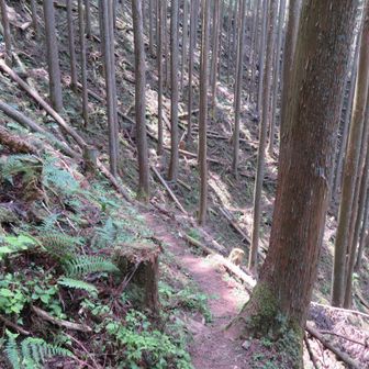 行きは、これを登ったのかと