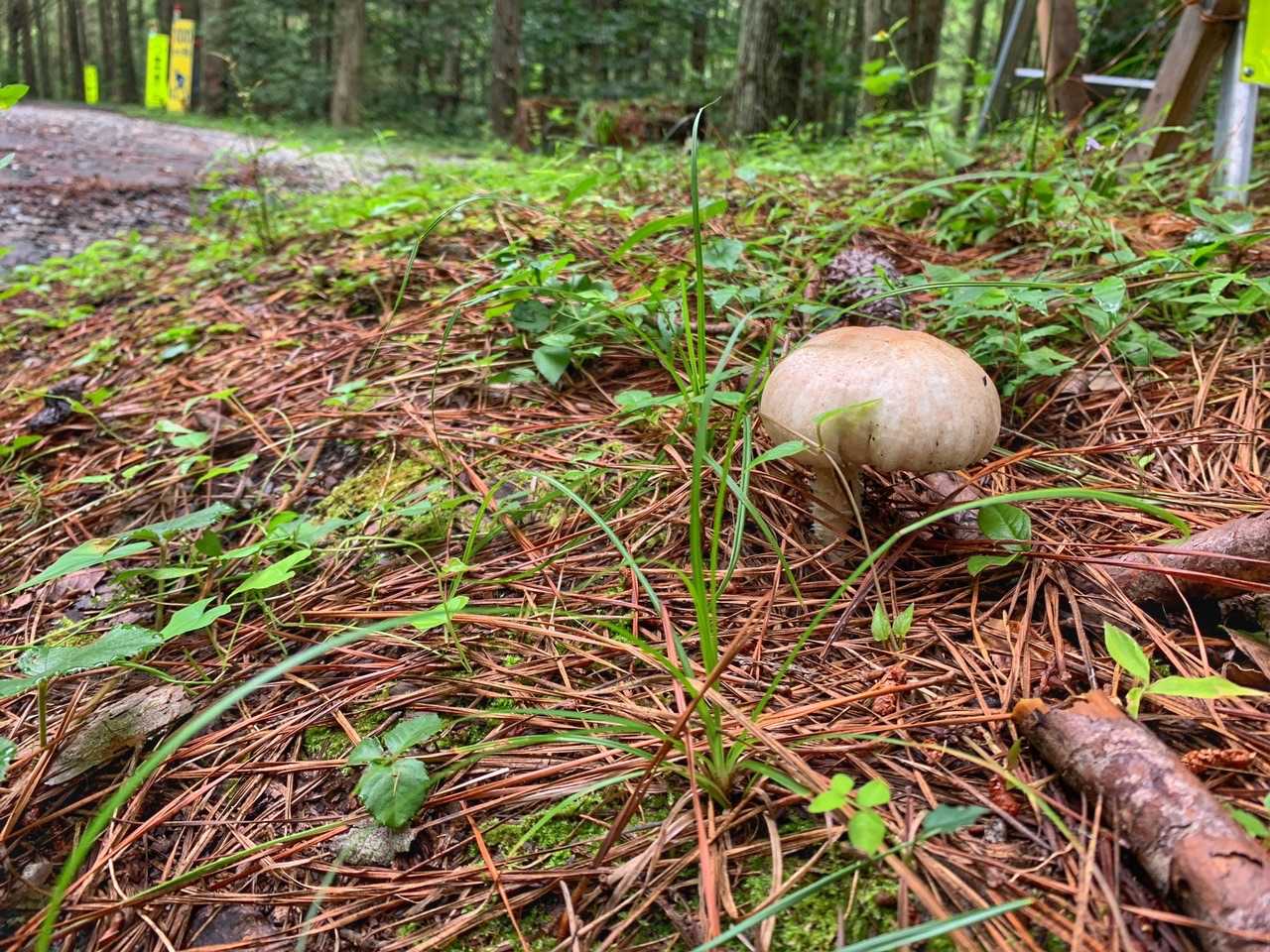 🍄だらけ