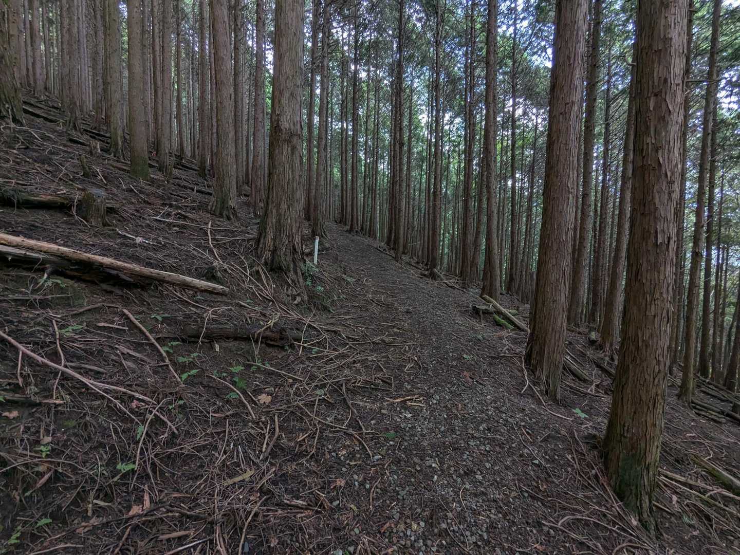 これぞ宍粟森林王国
杉の植林帯を歩きます