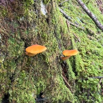 オオワライタケ🍄。きれいに並んで生えていたのでパシャり。(iPhone)