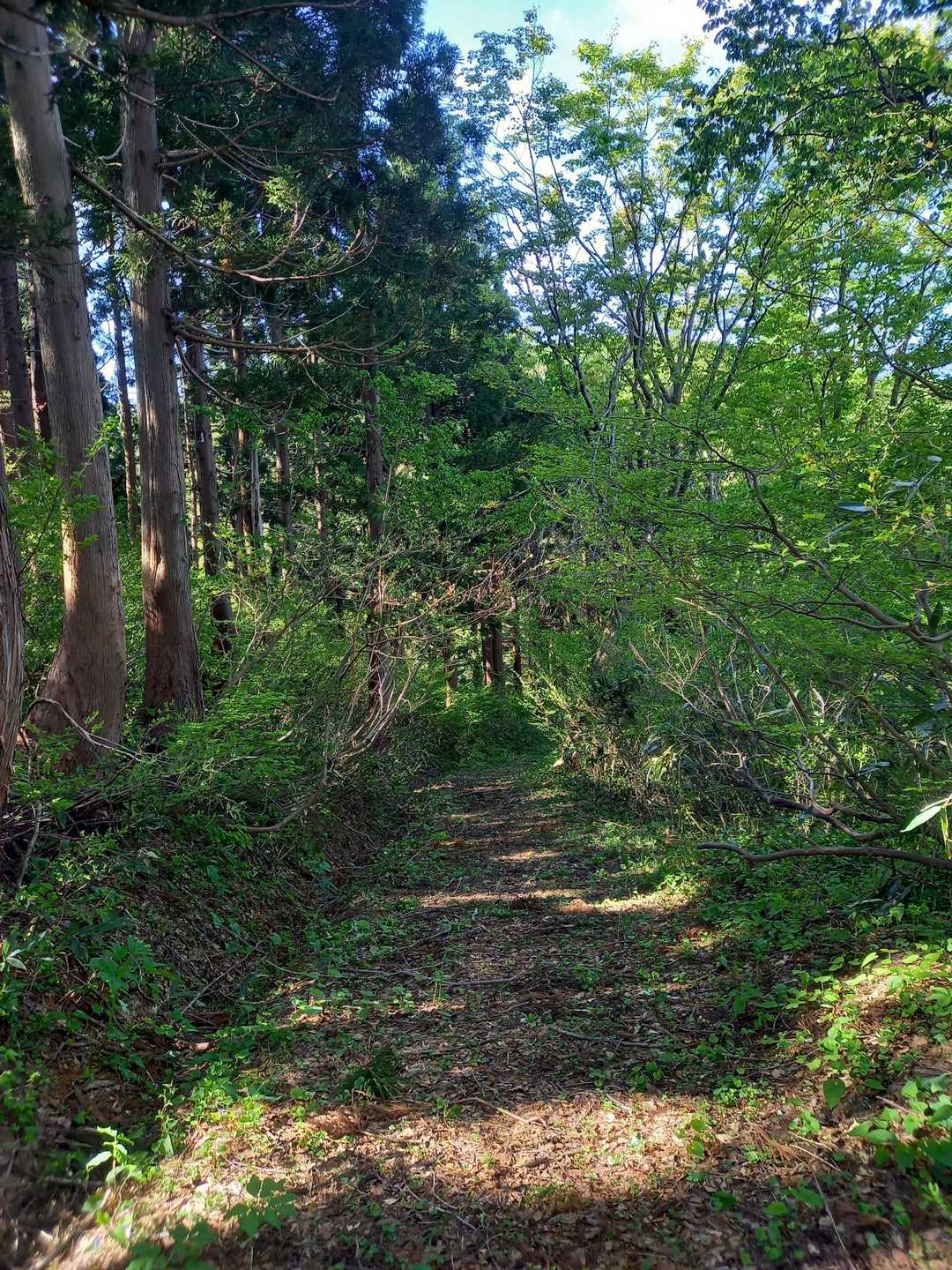 刈羽黒姫山（白倉登山口）の写真
