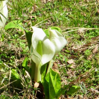 水芭蕉も咲いています🎶