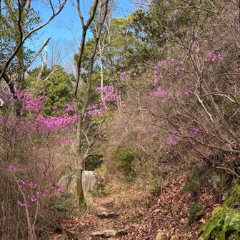 何の花か分かりませんが、たくさん咲いていてキレイでした。