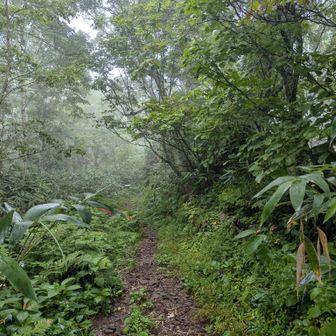緩やかな登山道