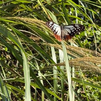 アサギマダラ🦋