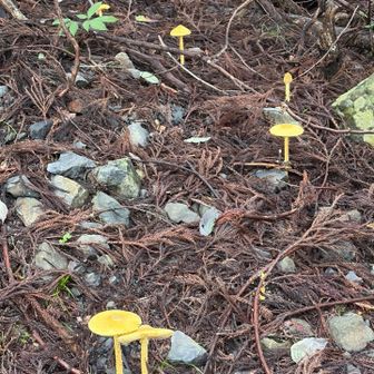 たぶん今日はきのこ祭り🍄‍🟫