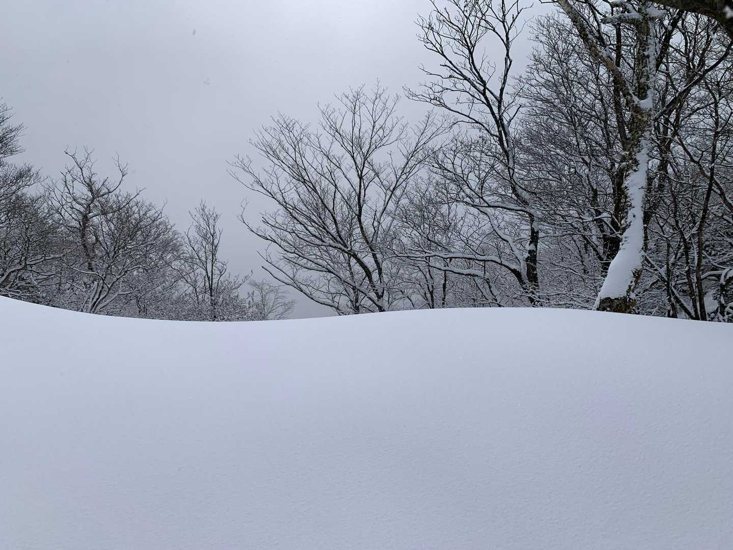 きれいなフカフカ雪
