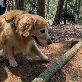 シェル、ヨイショ！