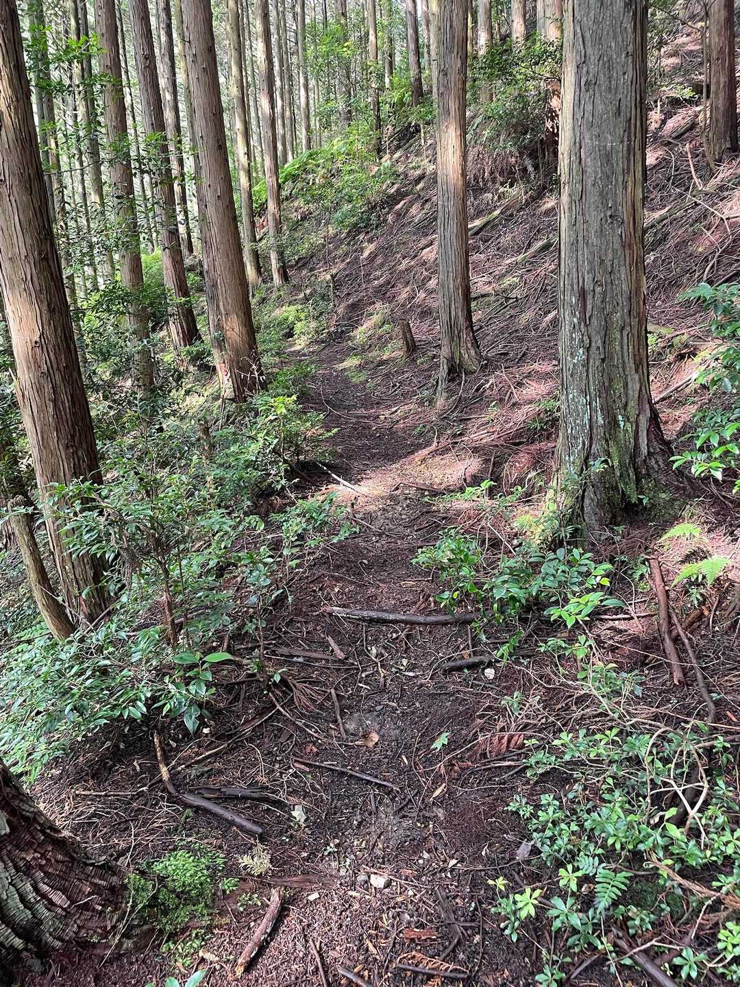 道に出たけど